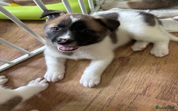 Akita dogs for sale: American akita Female bitches  - Image 7