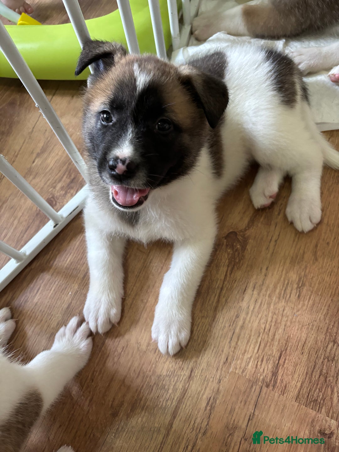 Akita dogs for sale: American akita Female bitches  - Image 7