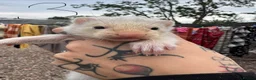 Ferret rodents for sale: Hobs  - Advert 7