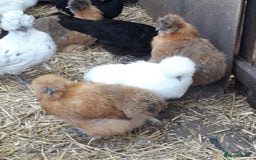 Chickens poultry for sale: Silkie bantams all female  - Image 3