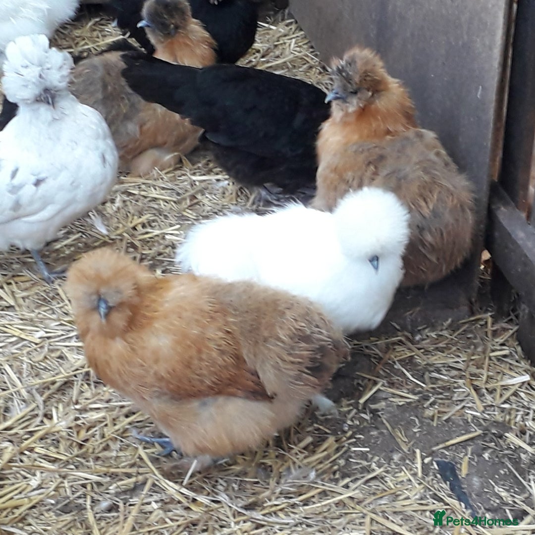 Chickens poultry for sale: Silkie bantams all female  - Image 3