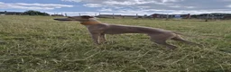 Italian Greyhound dogs for sale: Stunning litter of Italian greyhounds  in Stanley - Advert 4