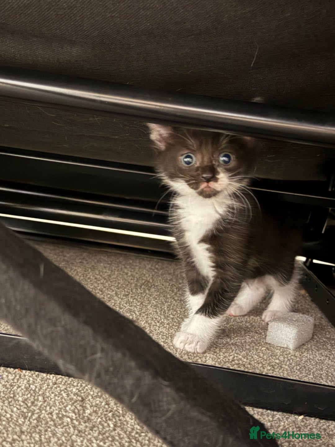 Mixed Breed cats for sale: 🤩🤩 8 beautiful babies 🤩🤩 - Image 7