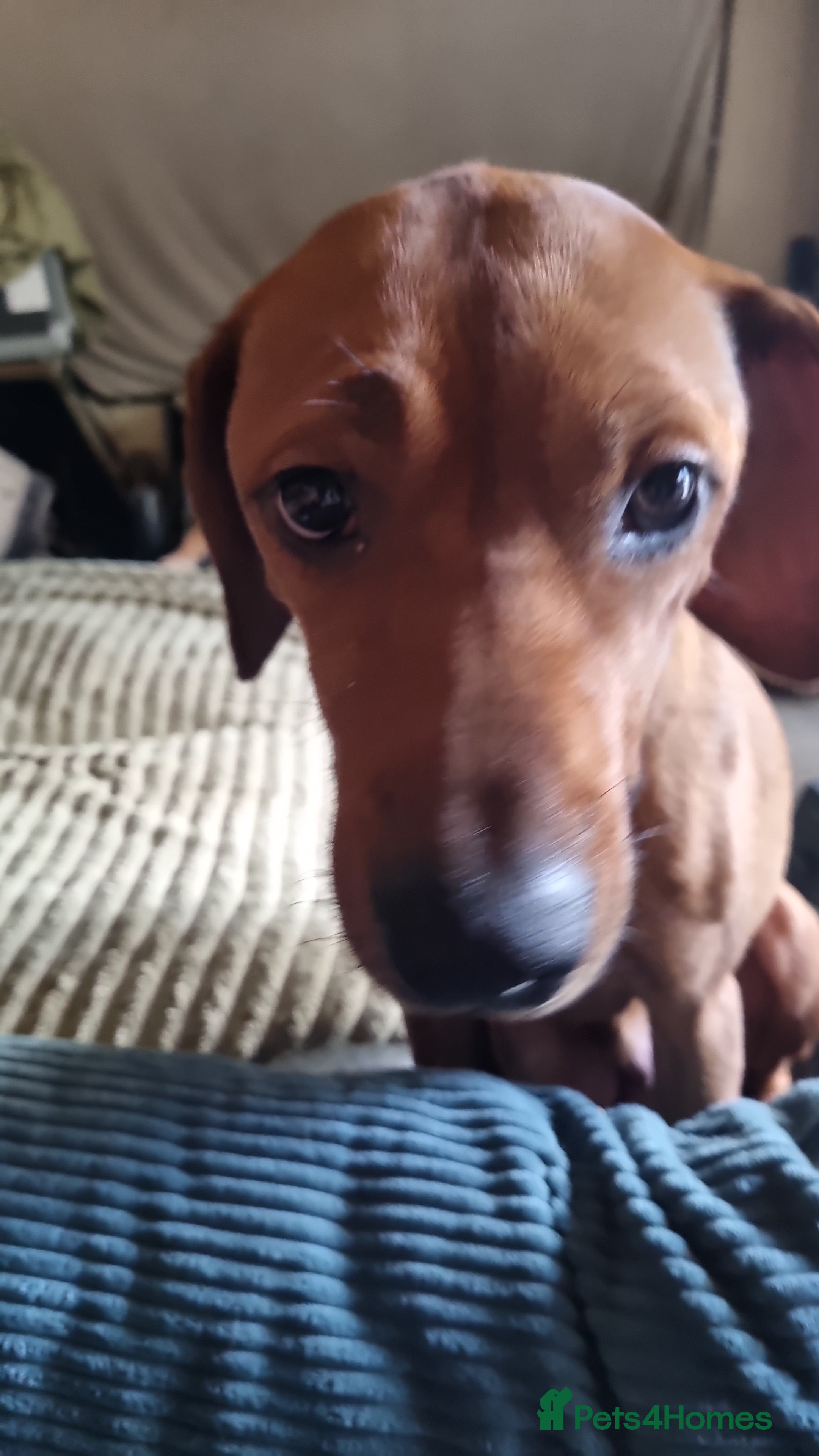 Rhodesian Ridgeback dogs for sale: RHODESIAN RIDGEBACKS PUPPIES  - Advert 1