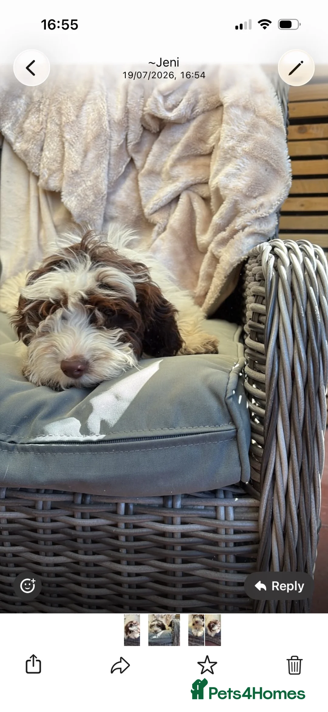 Cockapoo dogs for sale: Female cockapoo  - Advert 2