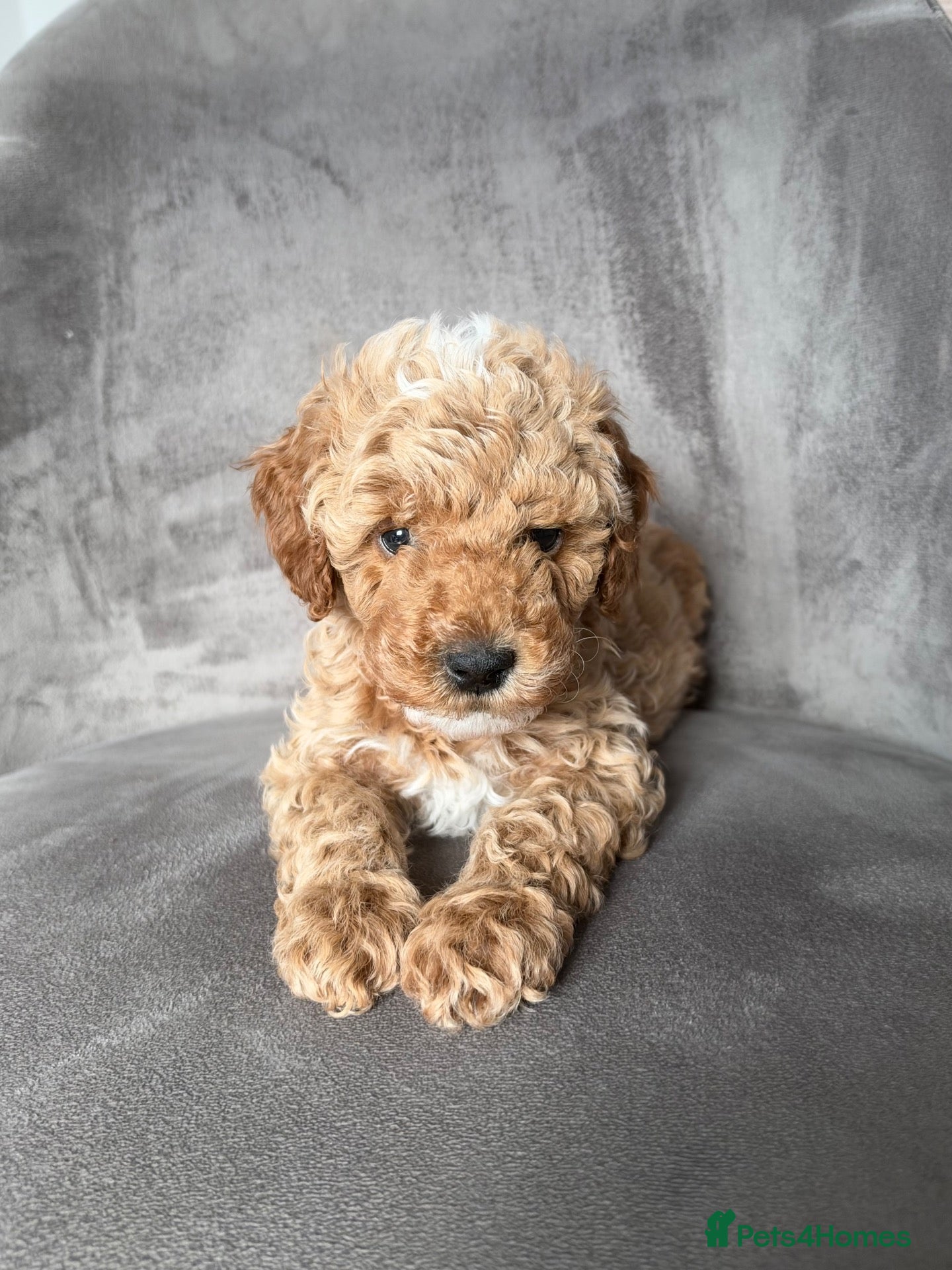 Cavapoo dogs Stunning cavapoo puppies  - Advert 1