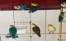 Lovebirds birds for sale: Beautiful lovebirds for sale. - Image 16