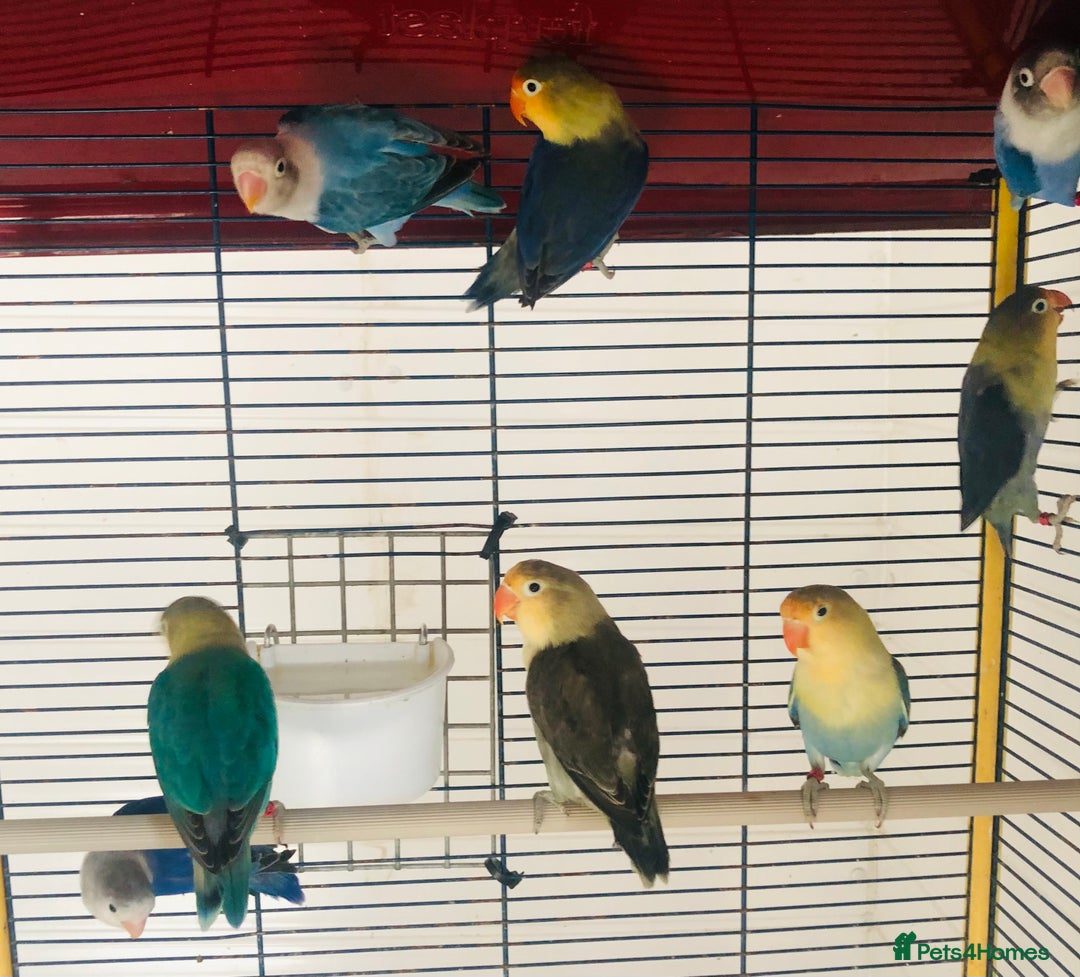 Lovebirds birds for sale: Beautiful lovebirds for sale. - Image 16