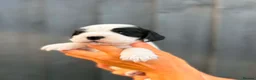 Cocker Spaniel dogs for sale: x8 Black & White & Blue Roan spaniel pups - Advert 8