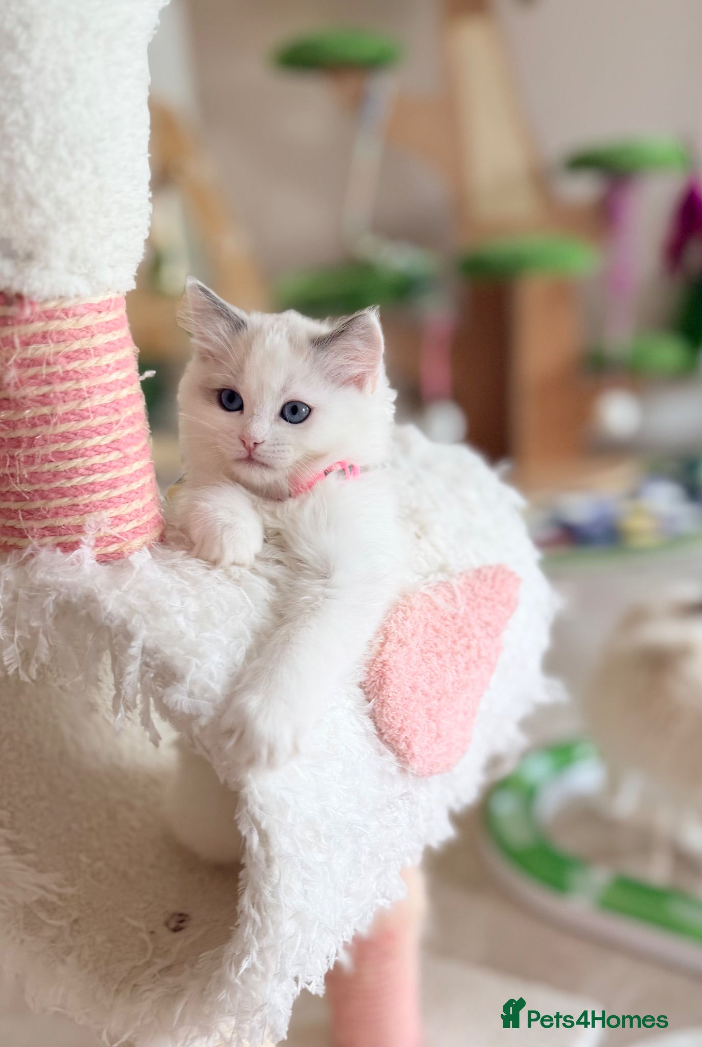 Ragdoll cats Beautiful fluffy TICA Ragdoll babies from champion - Advert 1