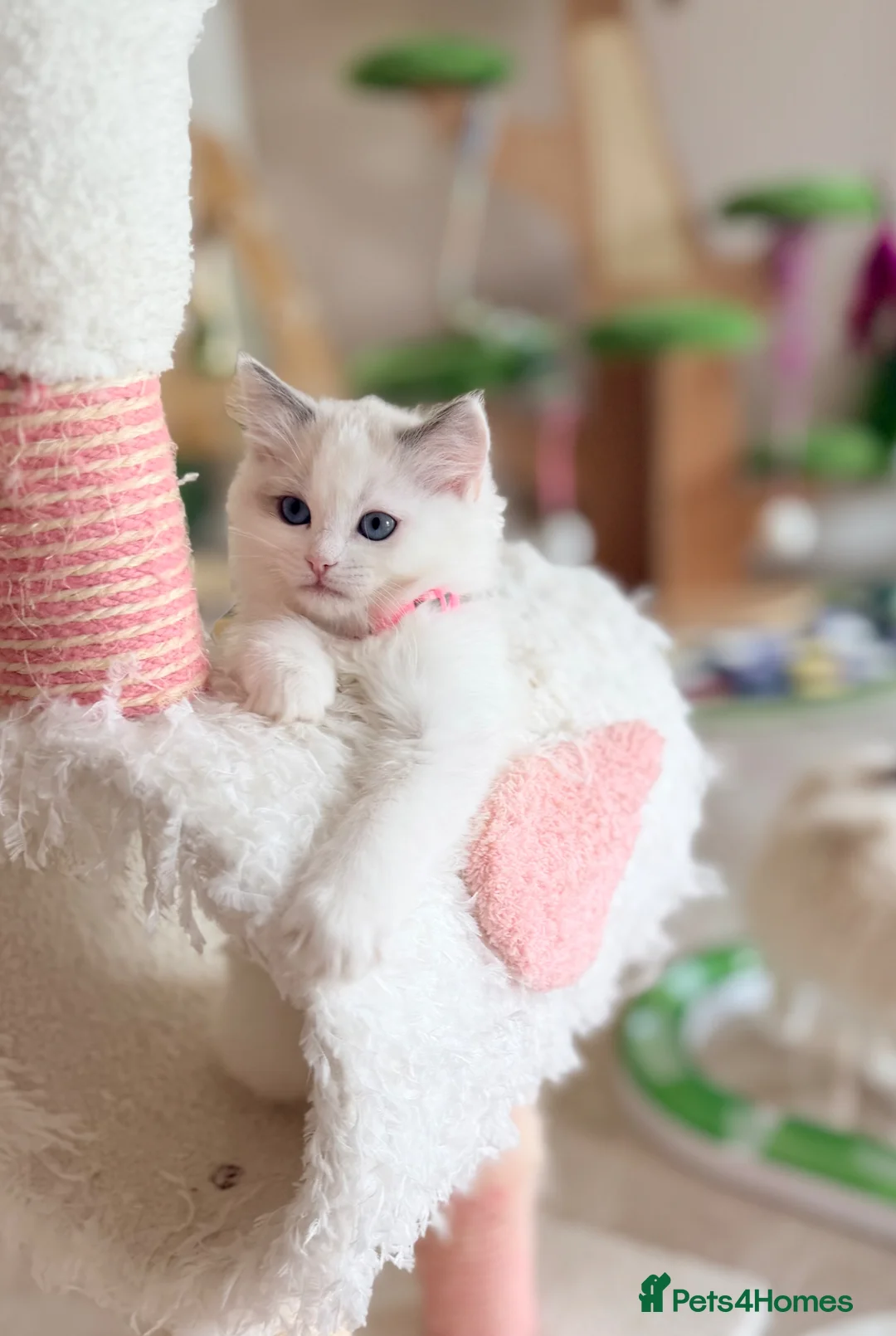 Ragdoll cats for sale: Beautiful fluffy TICA Ragdoll babies from champion - Advert 1