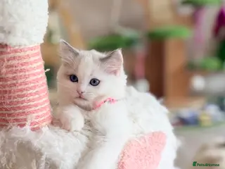 Ragdoll cats Beautiful fluffy TICA Ragdoll babies from champion - Advert 3