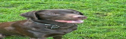 Labrador Retriever dogs for sale: Chocolate Labrador  - Advert 2