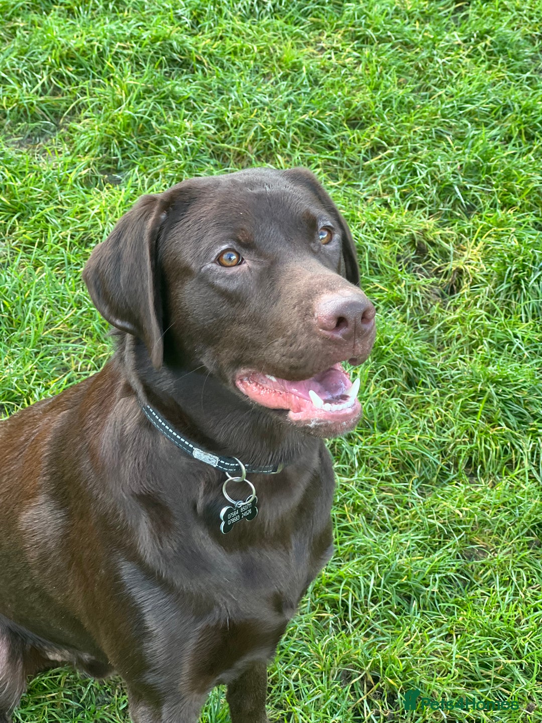 Labrador Retriever dogs for sale: Chocolate Labrador  - Advert 2