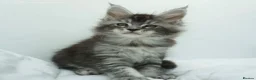 Maine Coon cats for sale: Xl Maine coon kittens parents Russian imports  - Advert 7