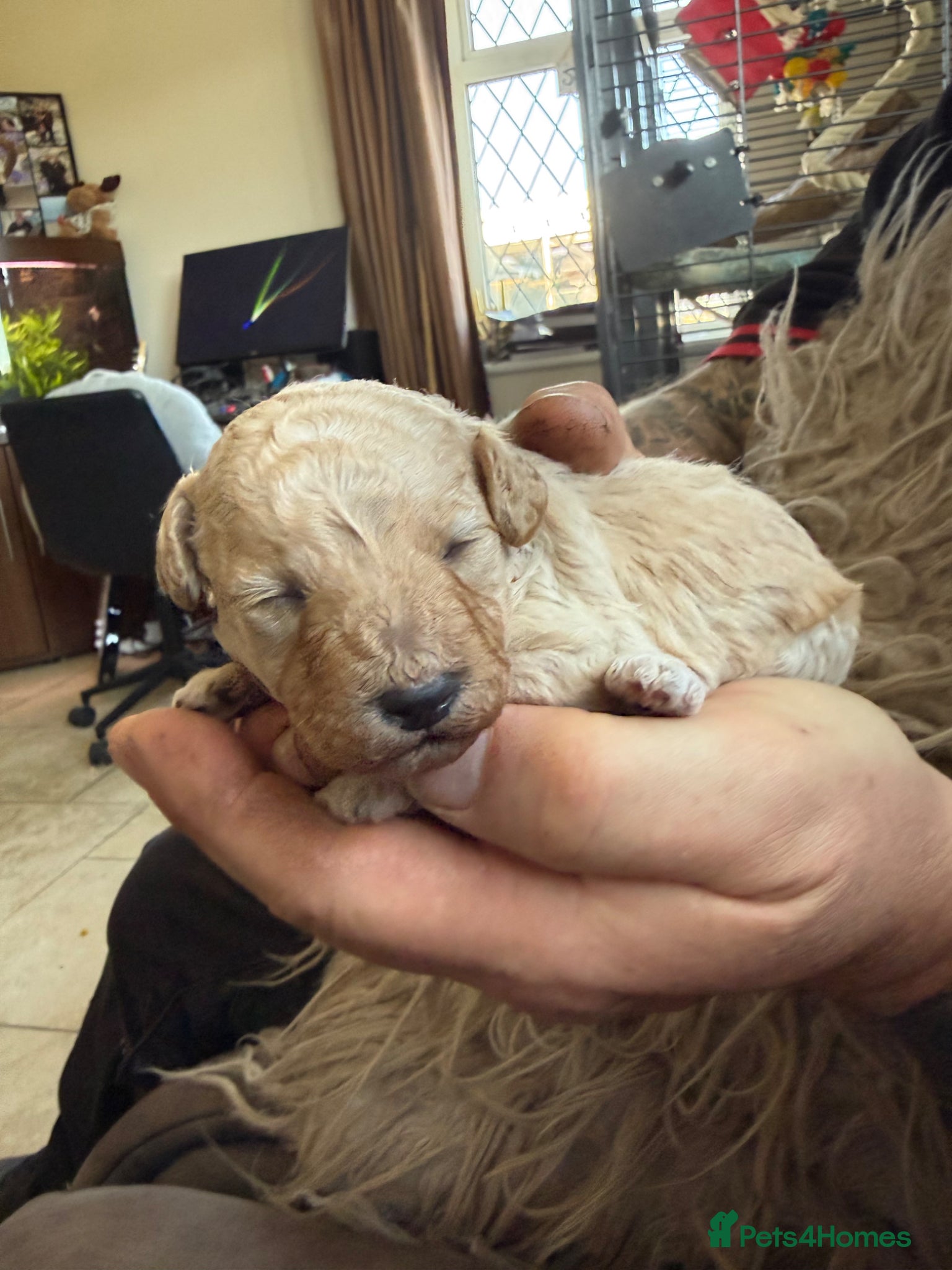 Mixed Breed dogs Adorable Toy Poodle x Miniature Puppies - Advert 3