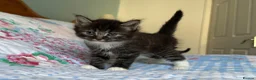 Mixed Breed cats for sale: 2 male, 1 female adorable kittens for sale - Advert 9