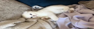 Scottish Fold 1