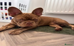 French Bulldog dogs for sale: Kronk Rojo French bulldog  - Image 4