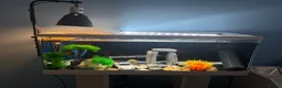 Turtle reptiles for sale: Pair of musk turtles  in Bromsgrove - Advert 3