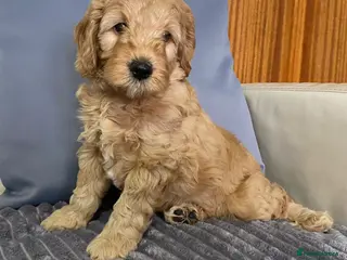 Goldendoodle dogs Miniature F1b Goldendoodle - Advert 17