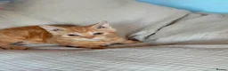 Selkirk Rex cats for sale: Selkirk Rex (shorthaired) girls and boy - Advert 36
