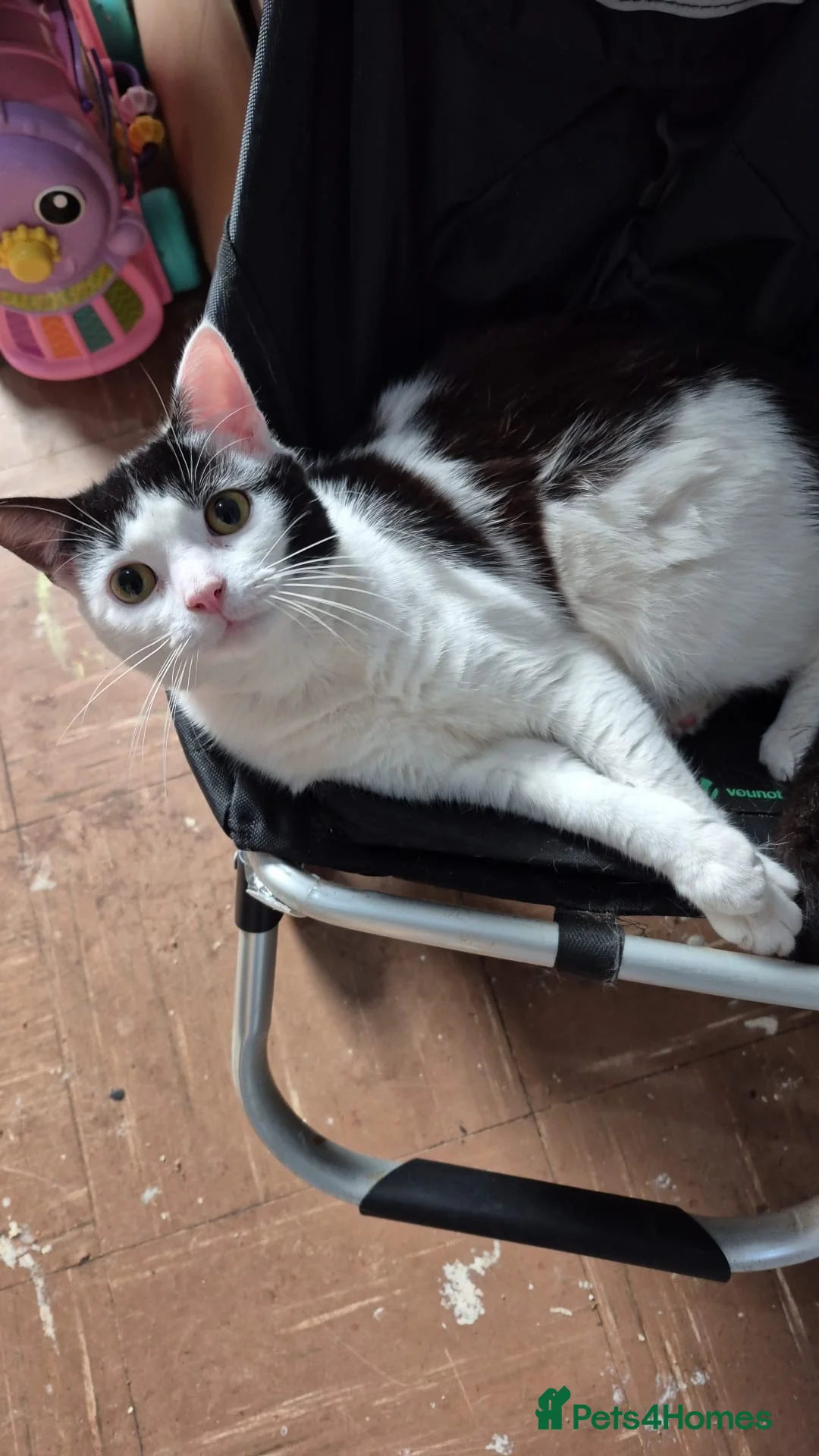 Mixed Breed cats for sale: Due to no fault of there own  - Advert 4