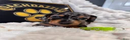 Dachshund dogs for sale: Stuning Kc registered dachshund puppies - Advert 15