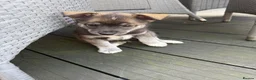 Mixed Breed dogs for sale: Labradoodle × Siberian Husky Puppies - Advert 15