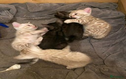 Bengal cats for sale: 🔥✨ Pedigree TICA-Registered Bengal Kittens - Image 7