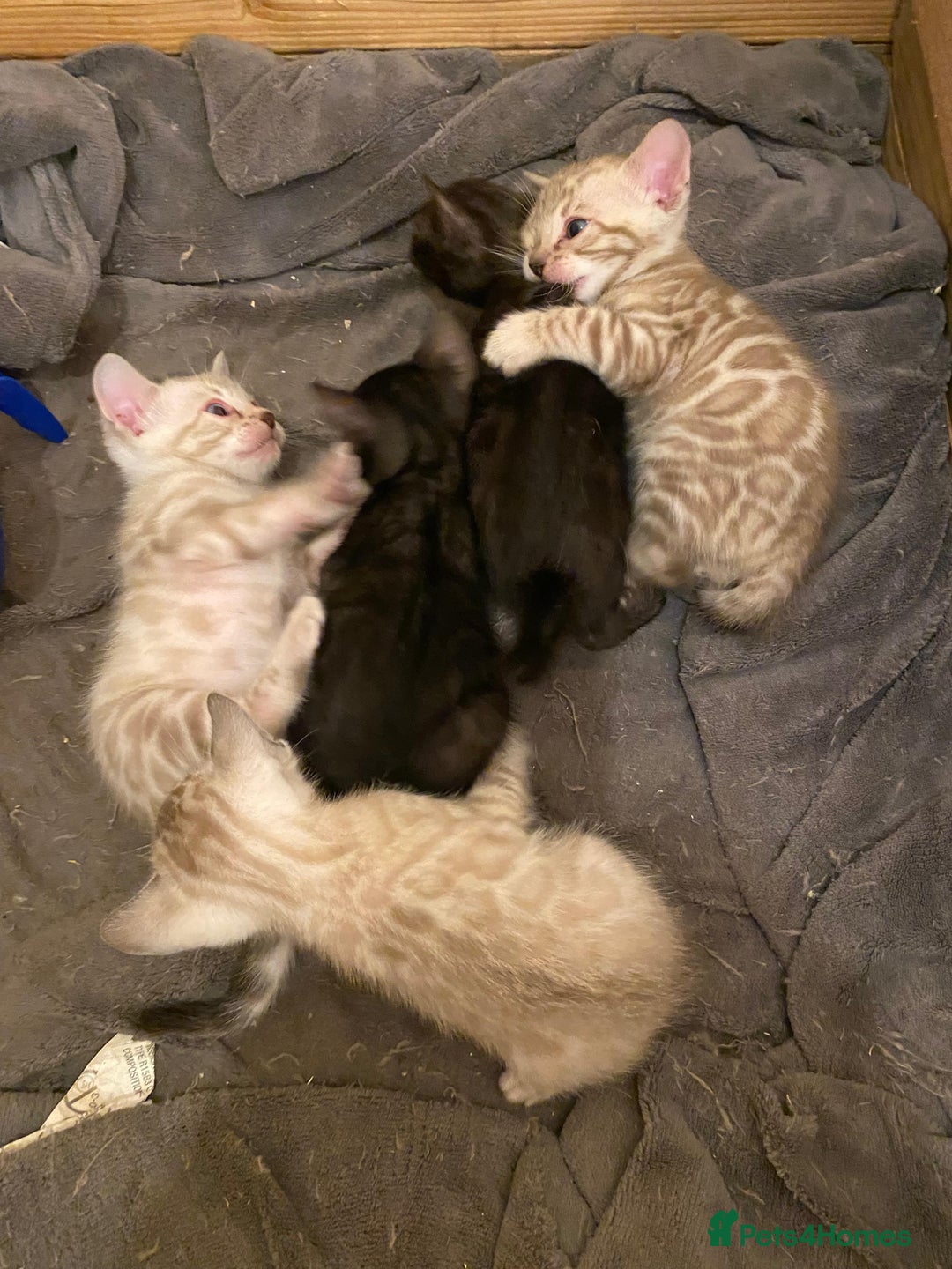Bengal cats for sale: 🔥✨ Pedigree TICA-Registered Bengal Kittens - Image 7