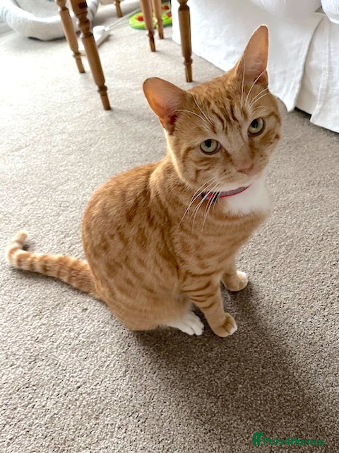 Mixed Breed cats for sale: Ginger & White Young Male Cat looking forever home - Advert 6