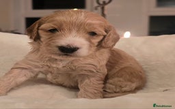 Cockapoo dogs for sale: F1 Minature Cockapoos - Image 4