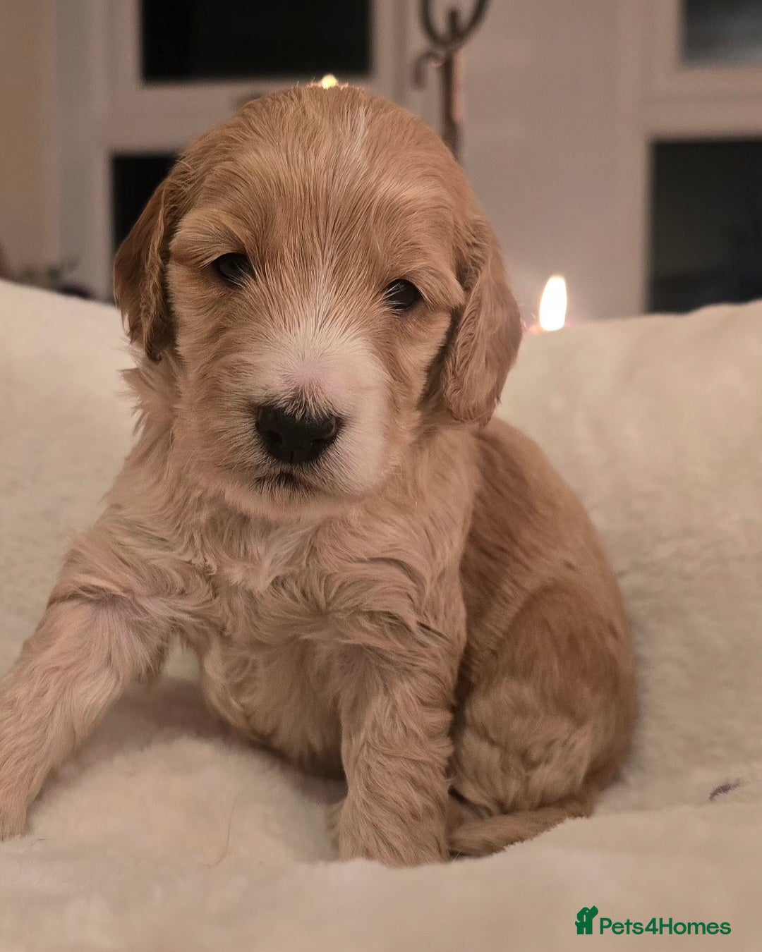 Cockapoo dogs for sale: F1 Minature Cockapoos - Image 4