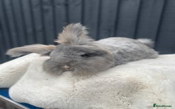 Angora rabbits for sale: Angora max faced bunny  - Image 11