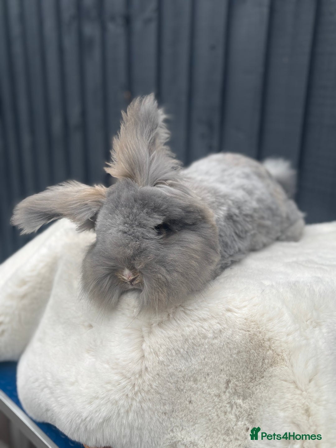 Angora rabbits for sale: Angora max faced bunny  - Image 11