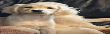 Golden Retriever 3