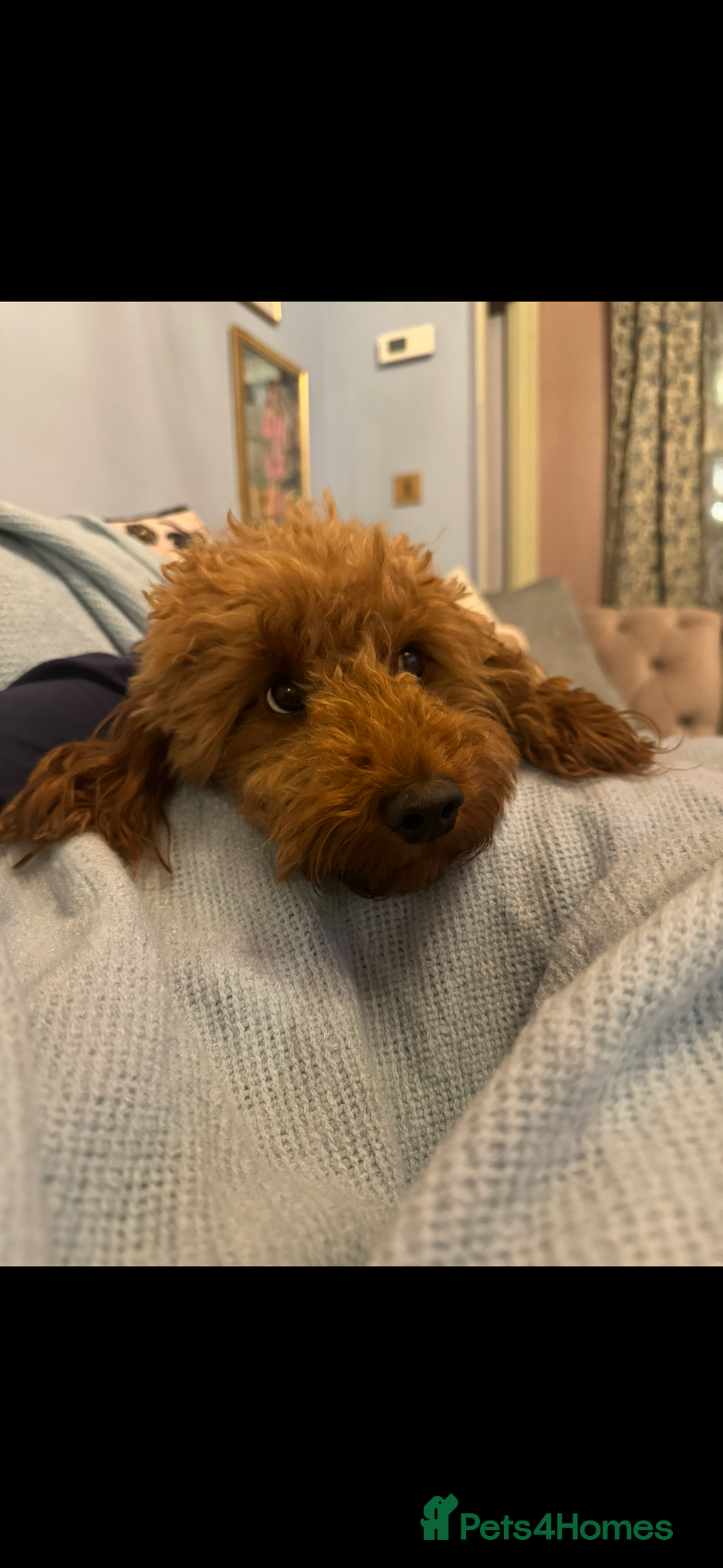 Cockapoo dogs for sale: Waffle doggy cockapoo mini - Image 3