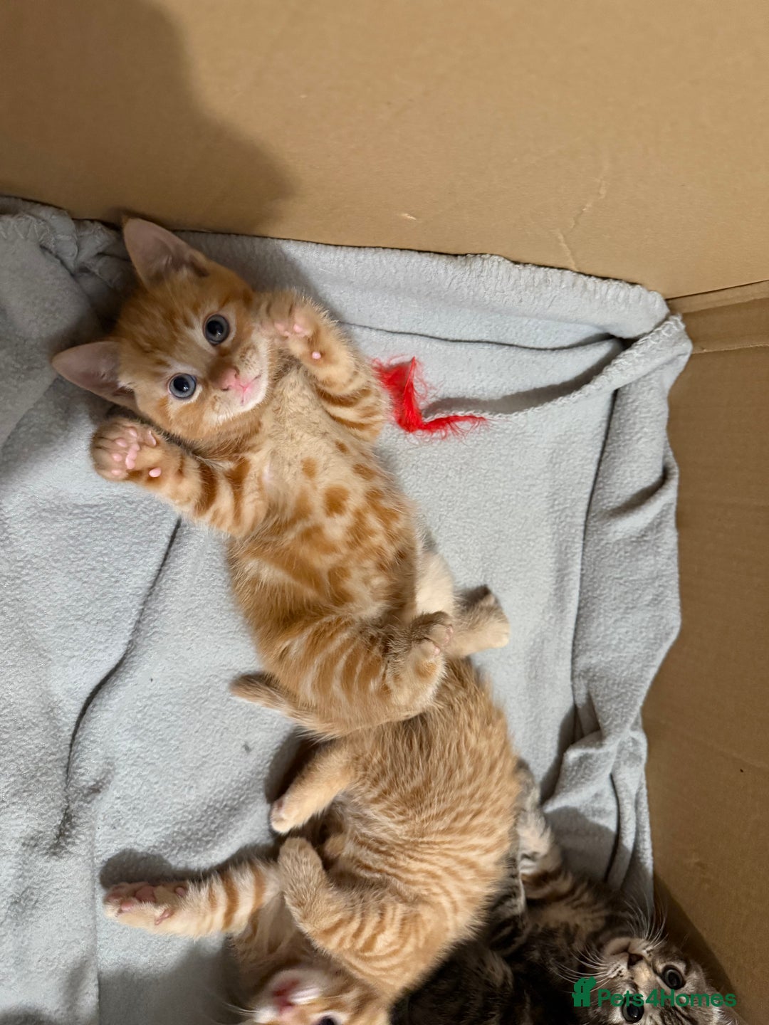 British Shorthair cats for sale: Gorgeous kittens  - Advert 27