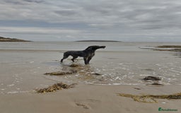 German Wirehaired Pointer dogs for stud: HUNTSTAFF STRIDER  - Image 4