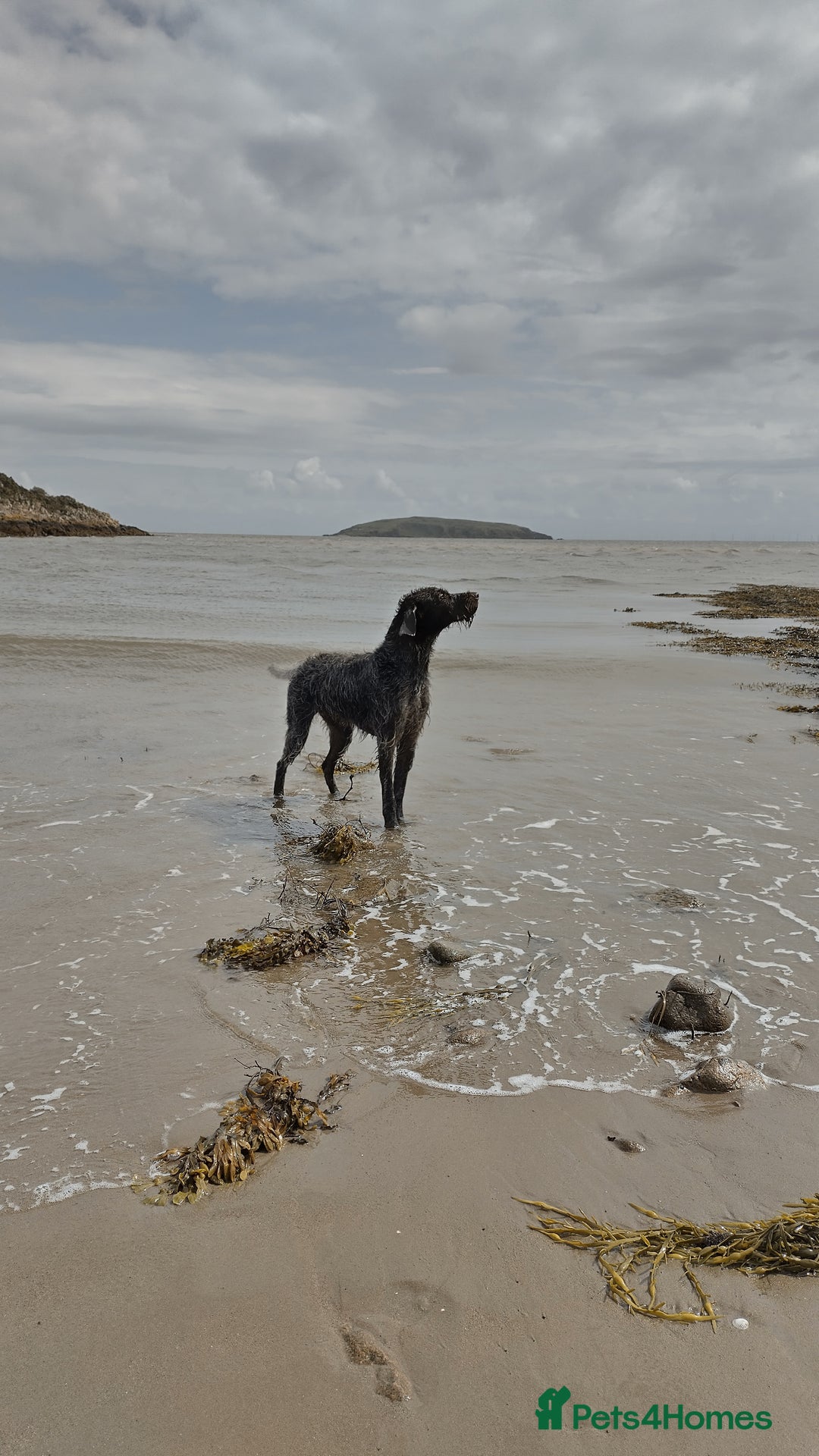 German Wirehaired Pointer dogs for stud: HUNTSTAFF STRIDER  - Image 4