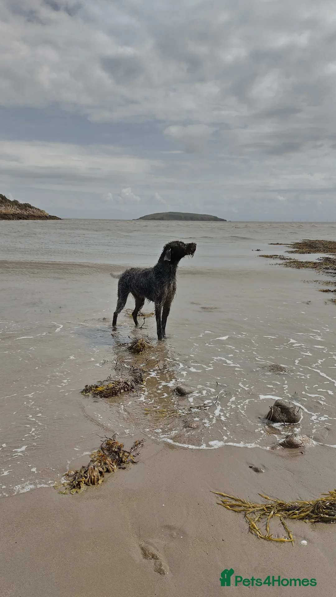 German Wirehaired Pointer dogs for stud: HUNTSTAFF STRIDER  - Advert 4