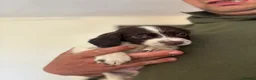 Sprocker dogs for sale: Sprocker Spaniel Puppies - Advert 5