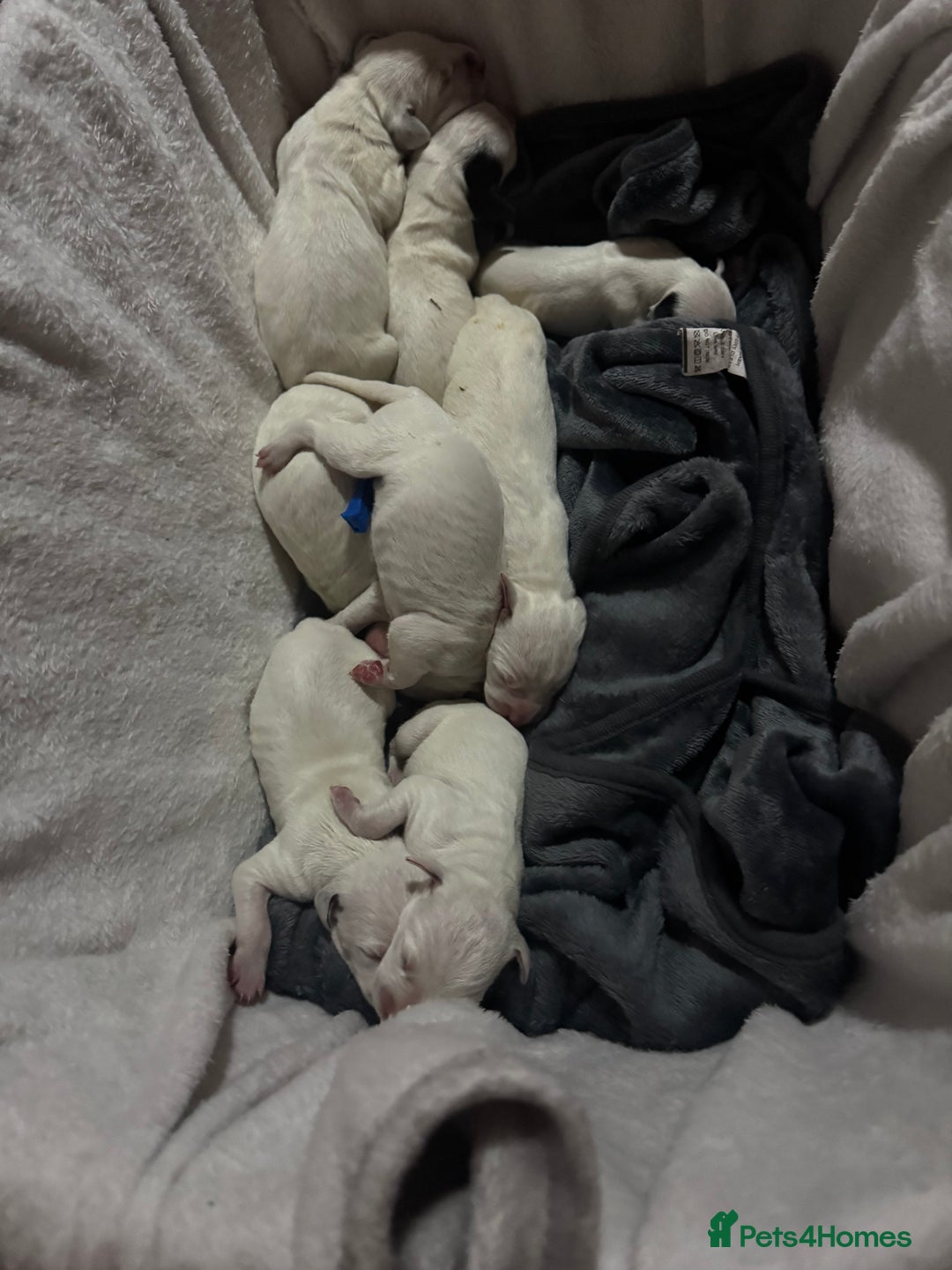 Dalmatian dogs for sale: KC Registered Dalmatian pups! - Advert 5