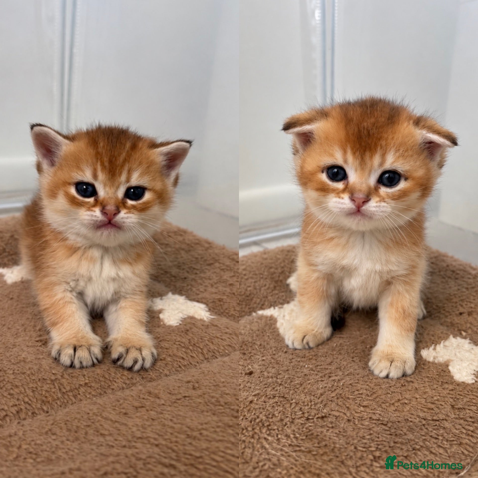 Scottish Fold cats Scottish Kittens Looking for Their Forever Homes  - Advert 1