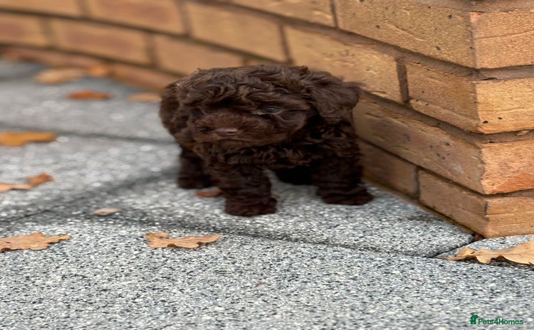 Mixed Breed dogs - Advert 14