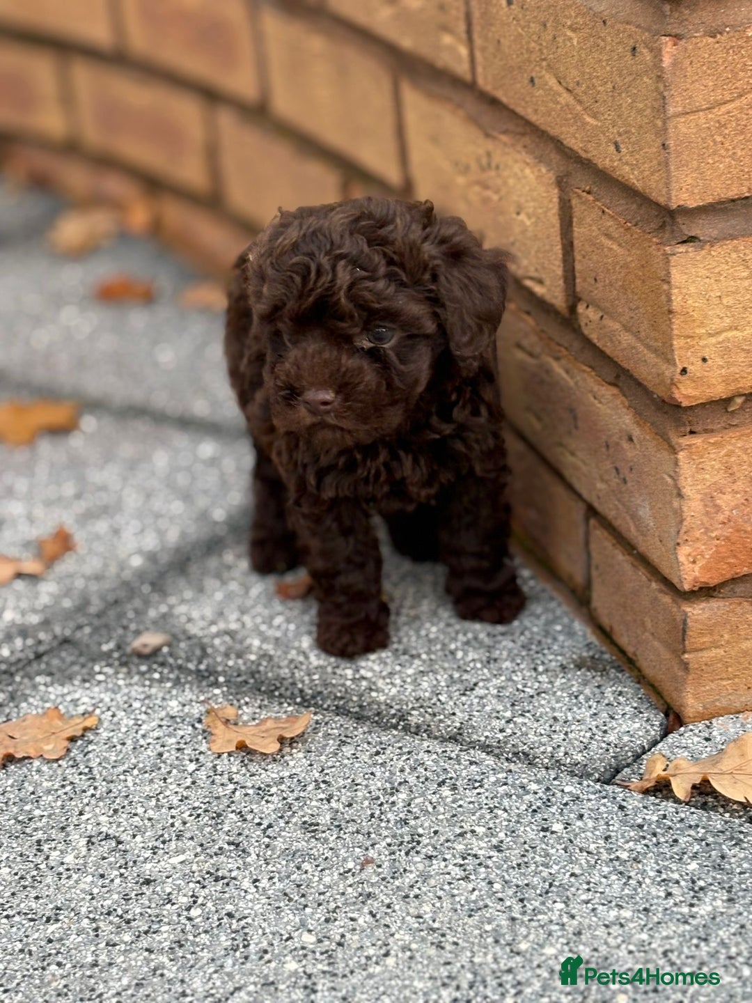 Mixed Breed dogs for sale: Lakeypoos Ready Now  - Image 1