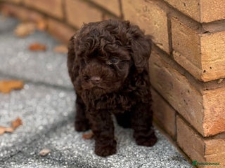 Mixed Breed dogs - Advert 32