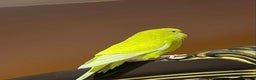 Budgerigars birds for sale: Budgie for sale - Advert 4
