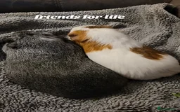 Guinea Pig rodents for sale: Male and female guinea pig - Image 3